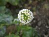 Alyssum