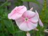 Phlox