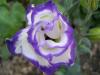 Lisianthus