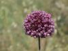 allium