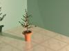 izdiim 3d Ficus Benjamina...