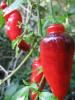 Capsicum pubescens