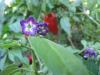 Capsicum pubescens