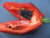 Capsicum pubescens