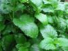 Ogulotu(Lemon balm.)