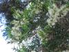 Kagit kabuklu agac(Paperbark tree)
