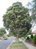 Kagit kabuklu agac(Paperbark tree)