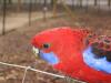 Crimson Rosella (papagan)1
