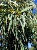 Sogut Yaprakli, Nane Kokulu Okaliptus( Willow Leaf Pepermint Eucaliyptus)3