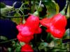 Can Biberler (capsicum Beccatum)