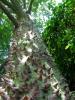 Ceiba Insignis 1