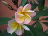 Fitne(frangipani) 1