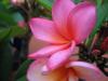 Fitne(frangipani) 2