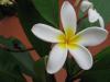 Fitne(frangipani) 3