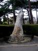 Perili  Agac(the Fairies Tree)1