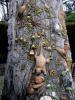 Perili  Agac(the Fairies Tree)2