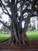 Moreton Korfezi Inciri (moreton Bay Fig)2