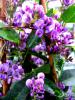 Hardenbergia Violacea