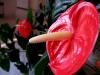 Flamingo (anthurium)