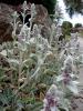 Kuzu Kulagi(stachys Byzantina)