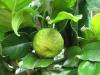 Kafir Misket limonu(Kaffir lime)