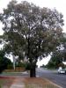 Demir Kabuklu Okaliptus(iron Bark Eucalyptus)1
