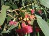 Okaliptus(eucalyptus Leucoxylon "rosea") 2
