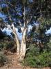 Okaliptus(eucalyptus Leucoxylon "rosea") 1