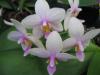Orkide(phalaenopsis) 1