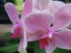 Orkide(phalaenopsis)2