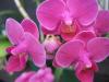 Orkide(phalaenopsis) 3