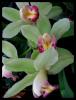 Cymbidium Orkideler 4