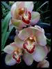 Cymbidium Orkideler 5