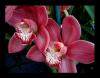 Cymbidium Orkideler 6