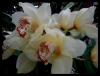 Cymbidium Orkideler 7