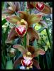 Cymbidium Orkideler 2