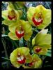 Cymbidium Orkideler 8