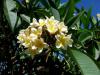 Plumeria Obtusa(frangipani)2