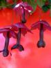 Eflatun Canlar(purple Bells)