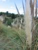 Pampas Sazlari (pampas Grass)