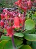 Cotyledon Orbiculata