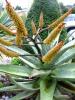 Aloe 2