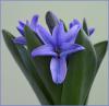 Hyacinthus- Mor Sümbül