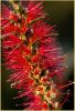 Callistemon - Fra als