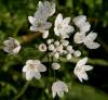 Allium Neapolitanum-Yabani sarmısak