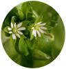 Stellaria Media