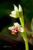 Orkide - Arı orkidesi