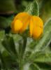 Fabaceae - Lotus sp.