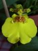 Oncidium