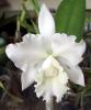 Cattleya Hawaiian Wedding Song